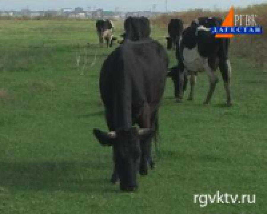 В республике проводится вакцинация сельскохозяйственных животных