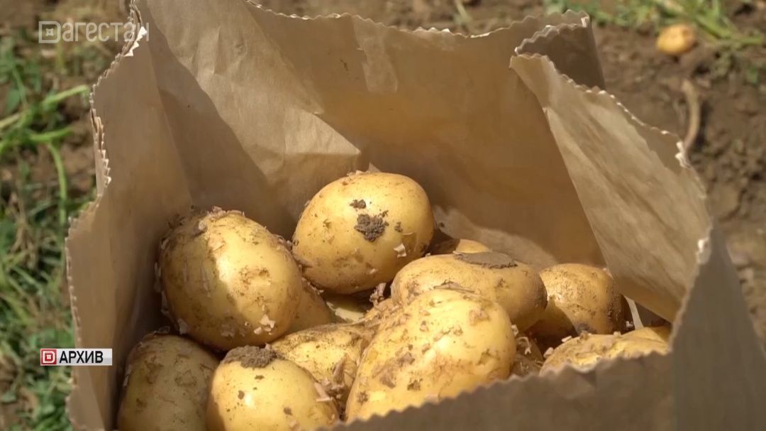 В Дагестане к 2027 году начнут выращивать собственные сорта картофеля