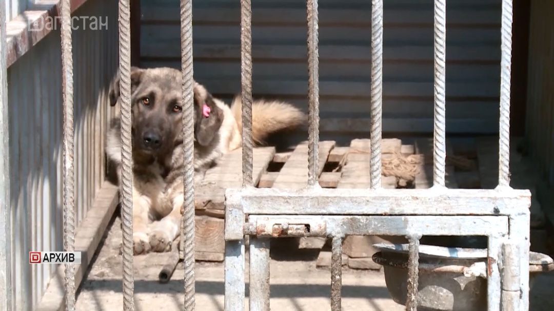 Регионы России легализуют эвтаназию бездомных животных