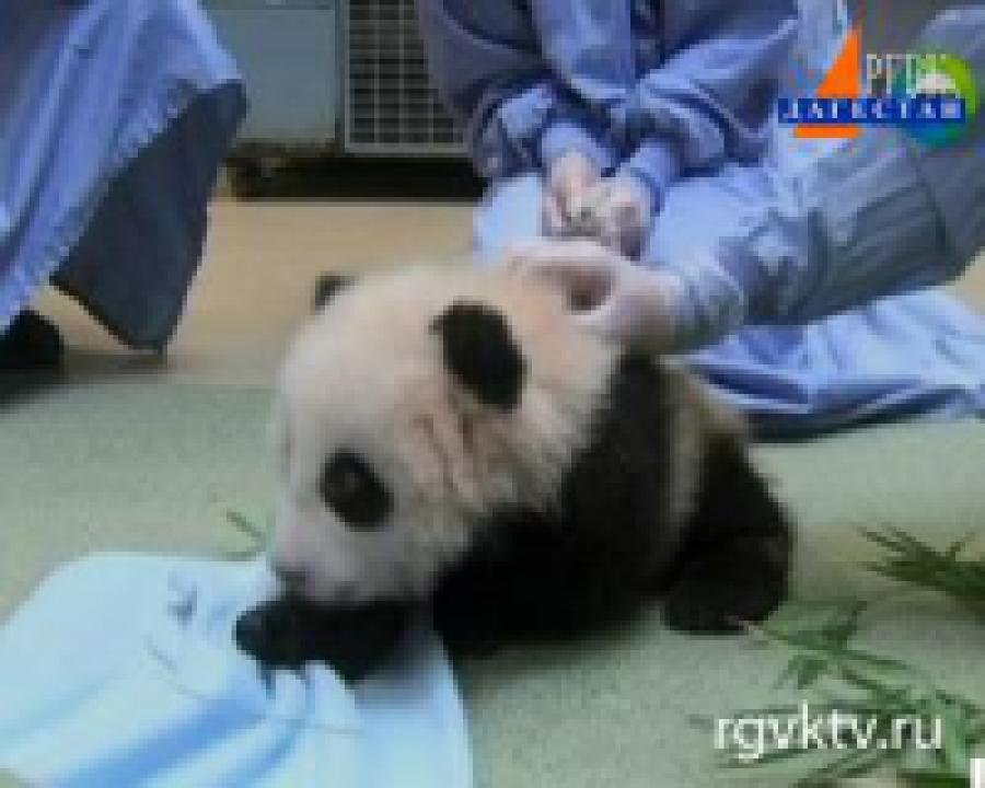 Детенышу большой панды из зоопарка Сан-Диего дали имя