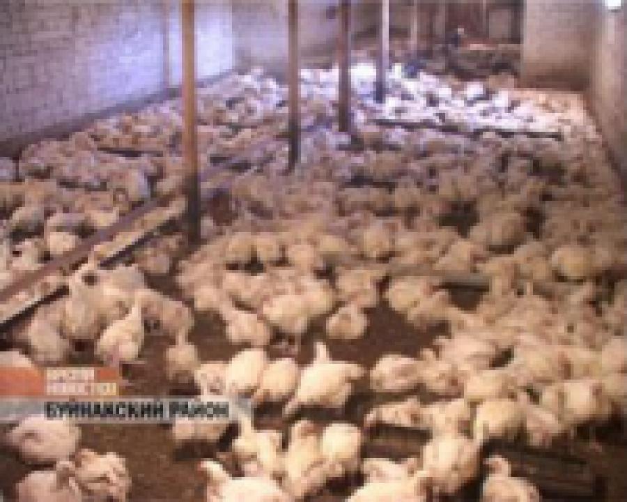 В Буйнакском районе самые большие в республике птицеводческие хозяйства