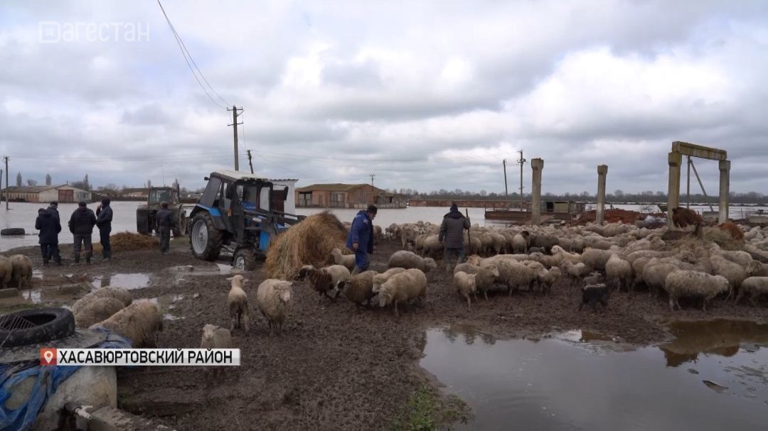 В Хасавюртовском районе идет спасательная операция из-за угрозы затопления овцетоварной фермы