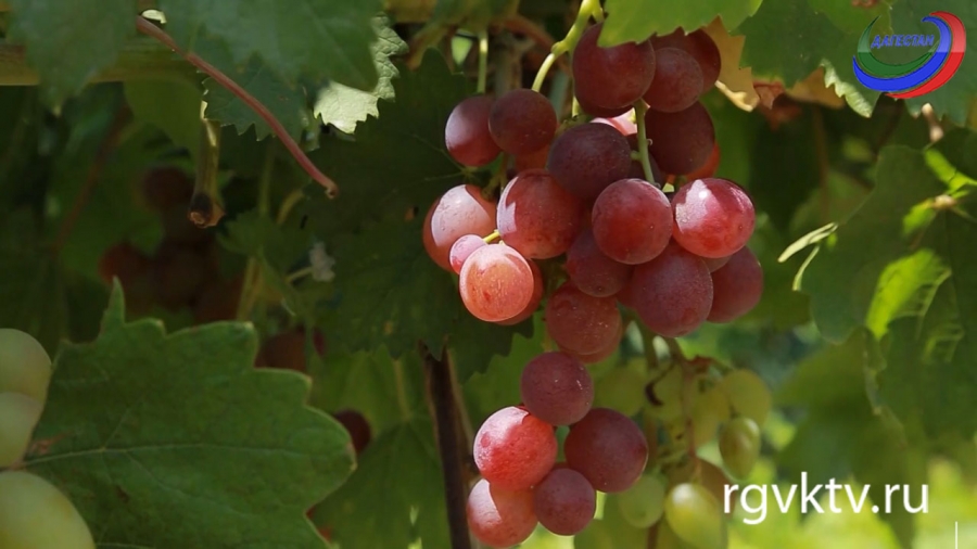 Агросектор