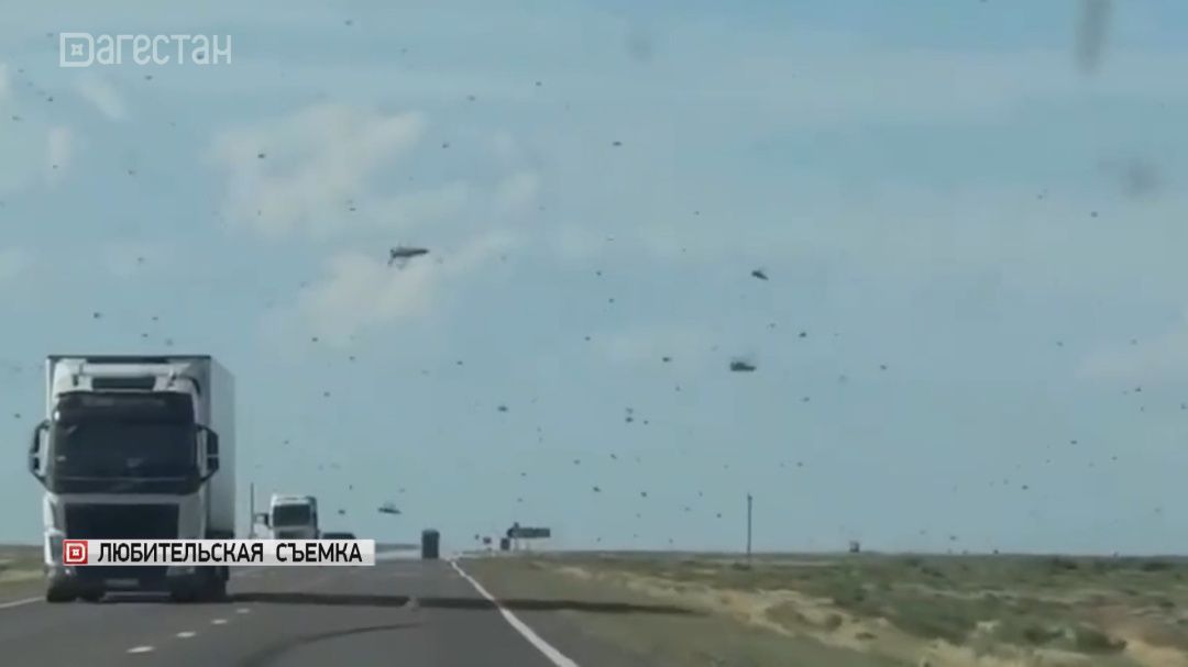 Нашествие саранчи добралось до Дагестана