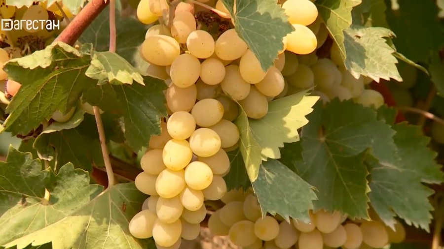 Агросектор. Дагестанский урбеч