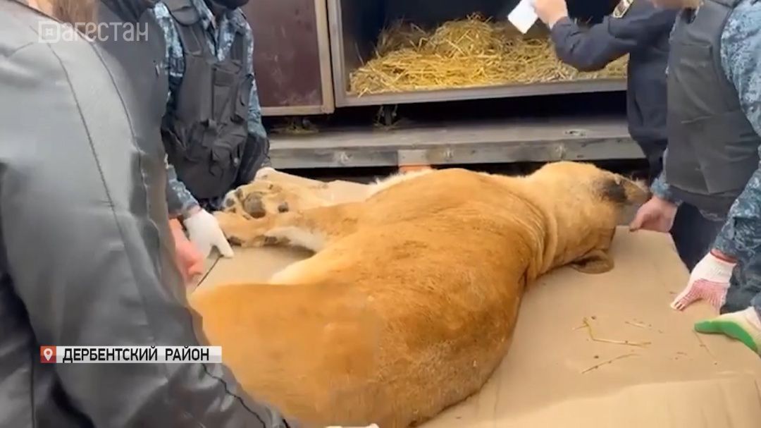 Волгоградский зооцентр «Дино» спас и принял пятерых львов из частного зоопарка в Дербентском районе