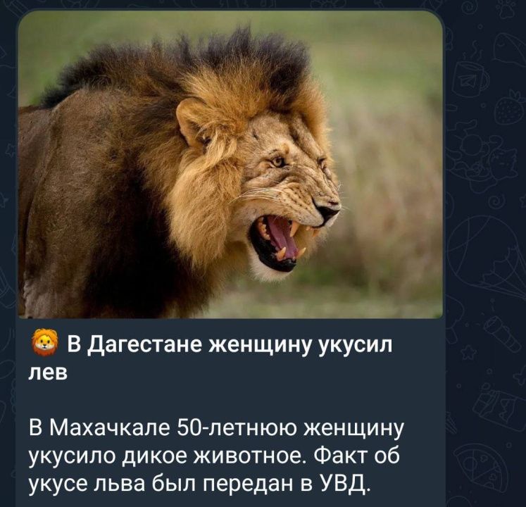 В Дагестане женщину укусил лев