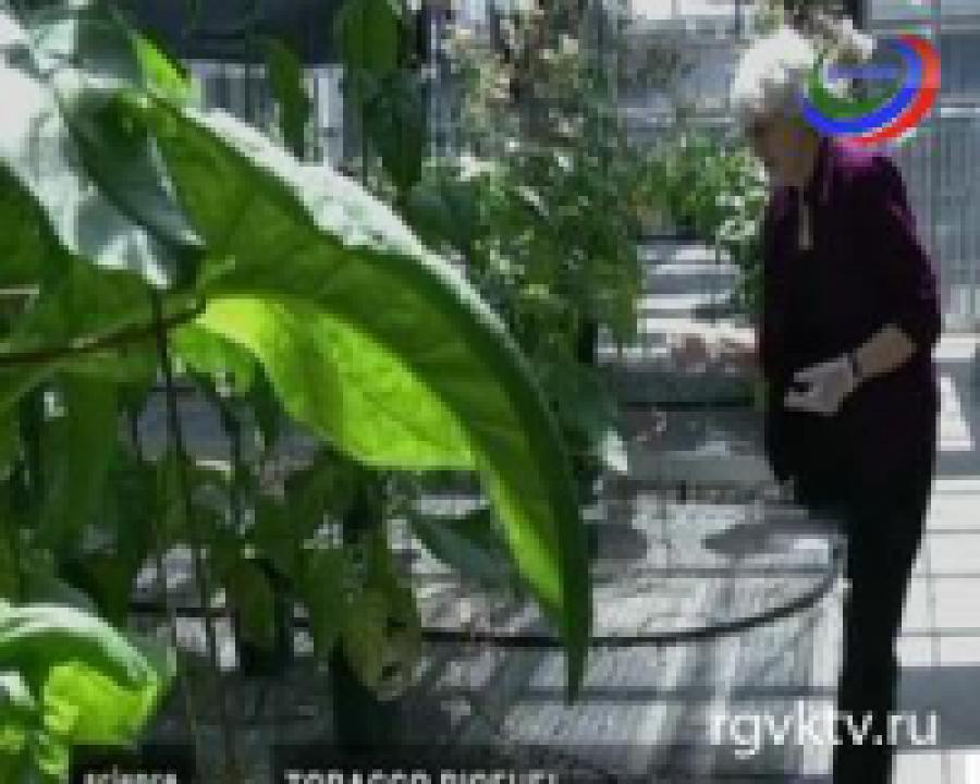 Биотопливо из табака