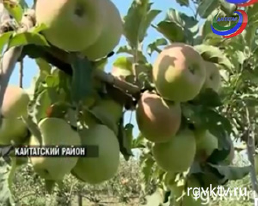 В рамках Года садоводства свыше 580 гектаров новых садов заложили в республике