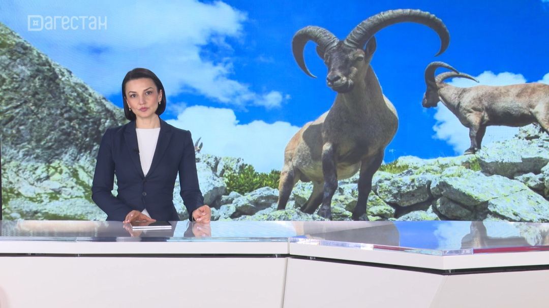 Охота на горных туров вызвала обеспокоенность пользователей соцсетей 