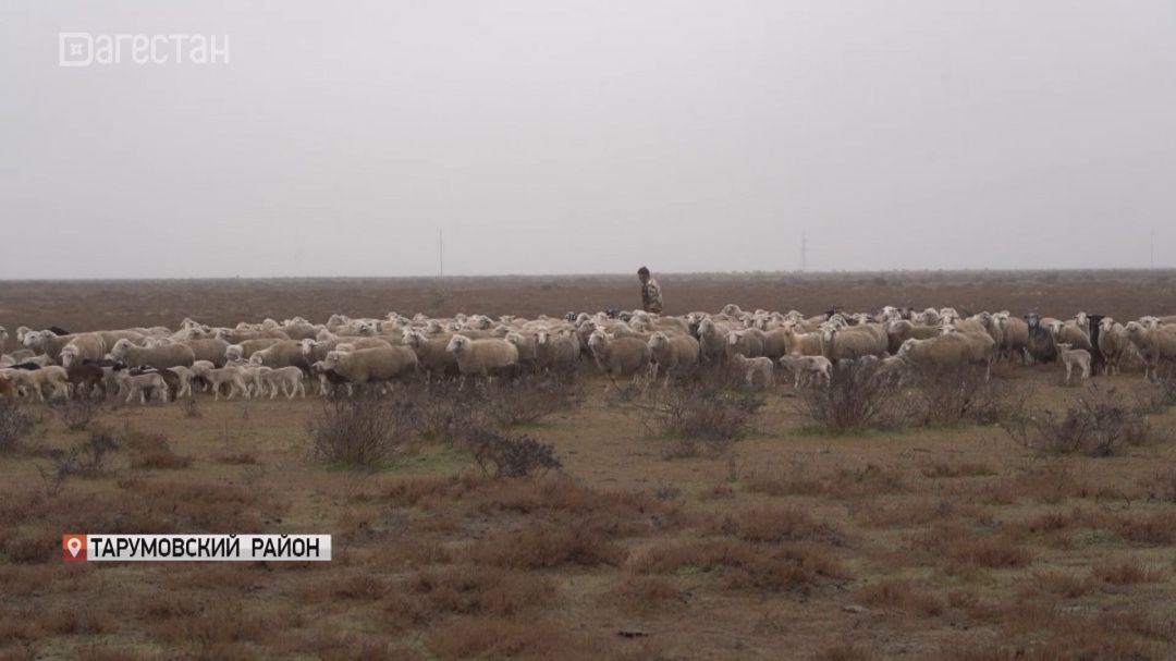 В Дагестане в разгаре ягнение овец 