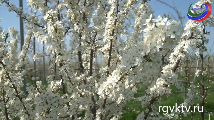 Агросектор