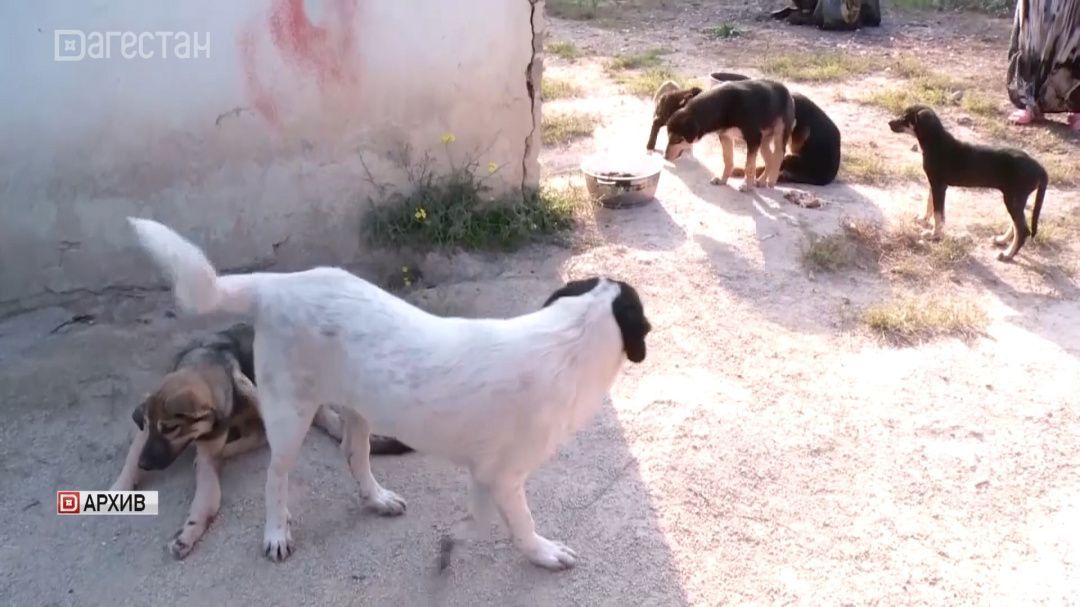 В Каспийске задержали сотрудника мэрии по делу о нападении бродячих собак на людей