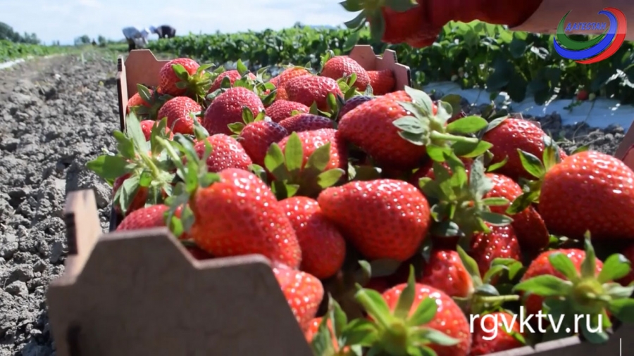 Агросектор