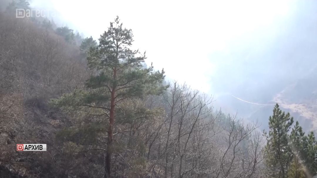 3500 саженцев дополнительно высадят в Хрюгском лесу