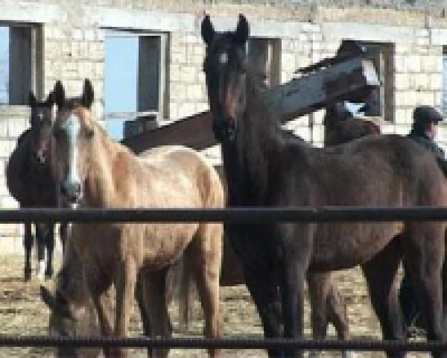 Золотой мустанг