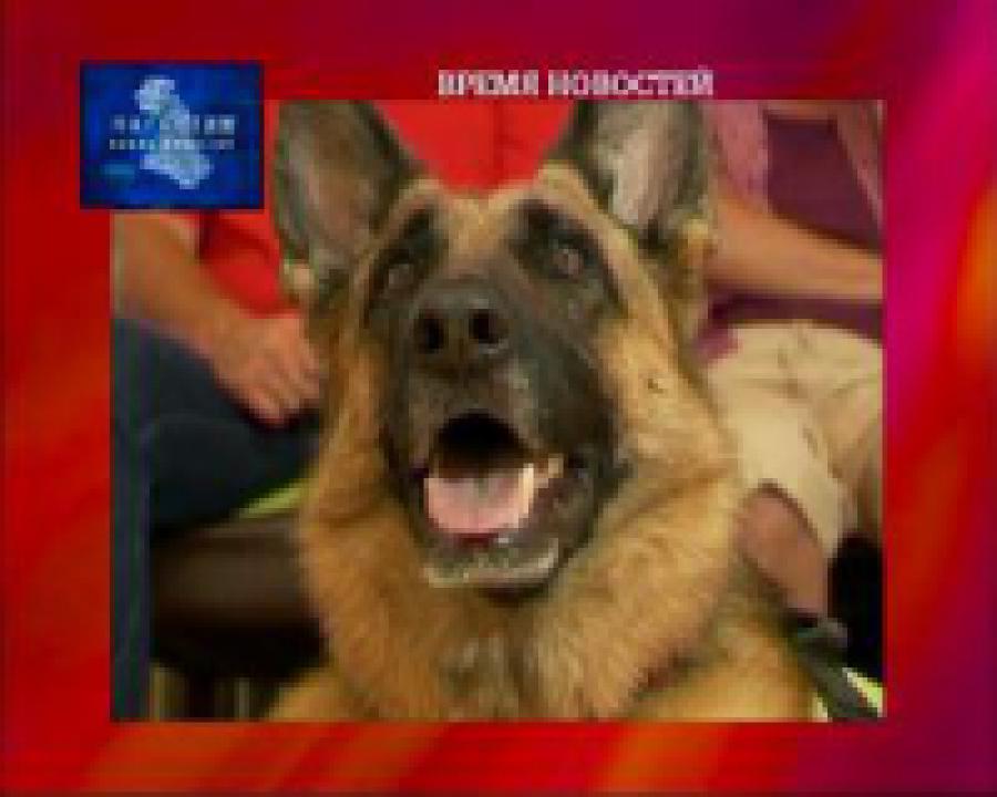 Собака определяет рак легких по дыханию человека