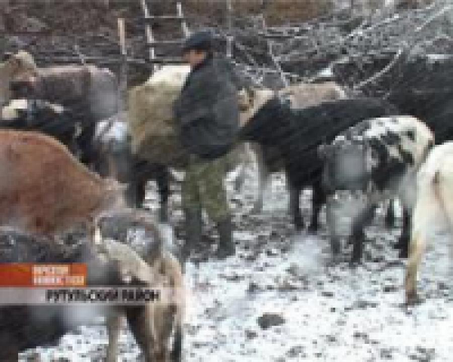 В Рутульском районе  отстреливают волков