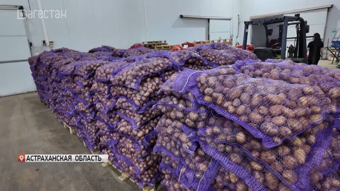 Более 60 тонн семенного картофеля доставил в Дагестан Народный фронт