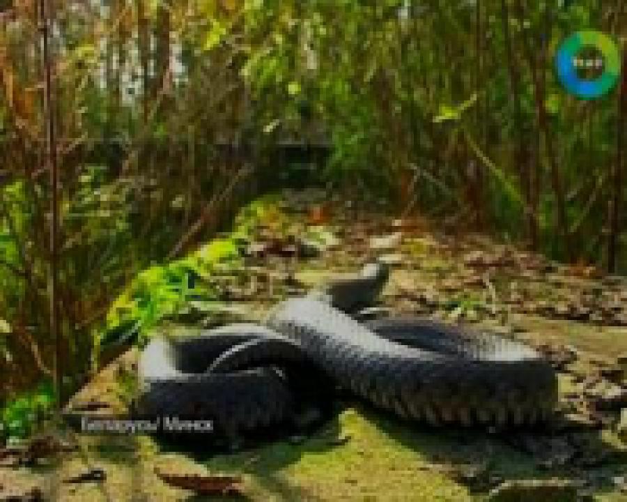 Белорусских дачников атакуют гадюки