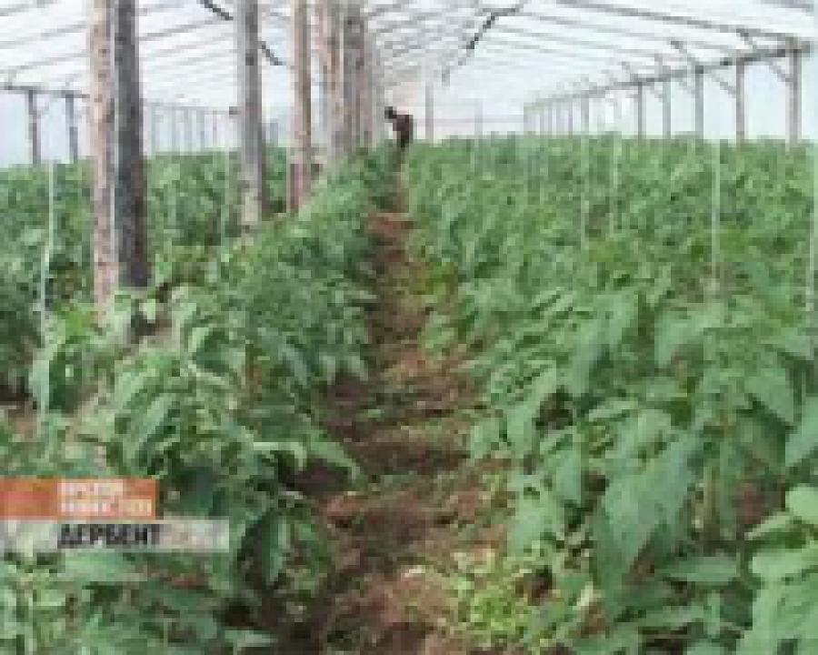 Дагестанские фермеры отвечают кризису увеличением производства