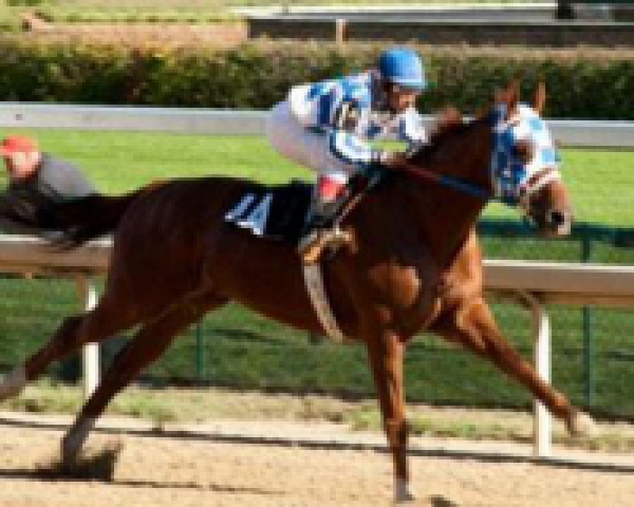 Золотой мустанг