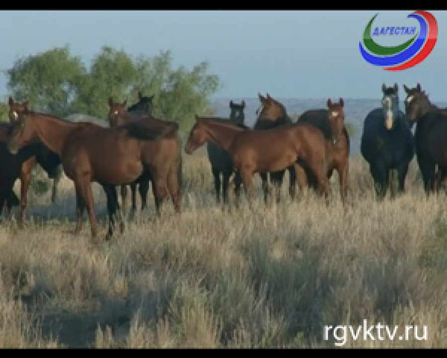 Золотой мустанг