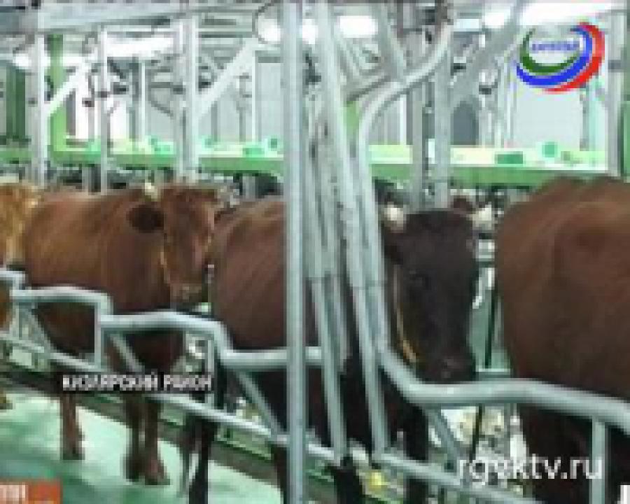 В Дагестане строится крупный животноводческий комплекс