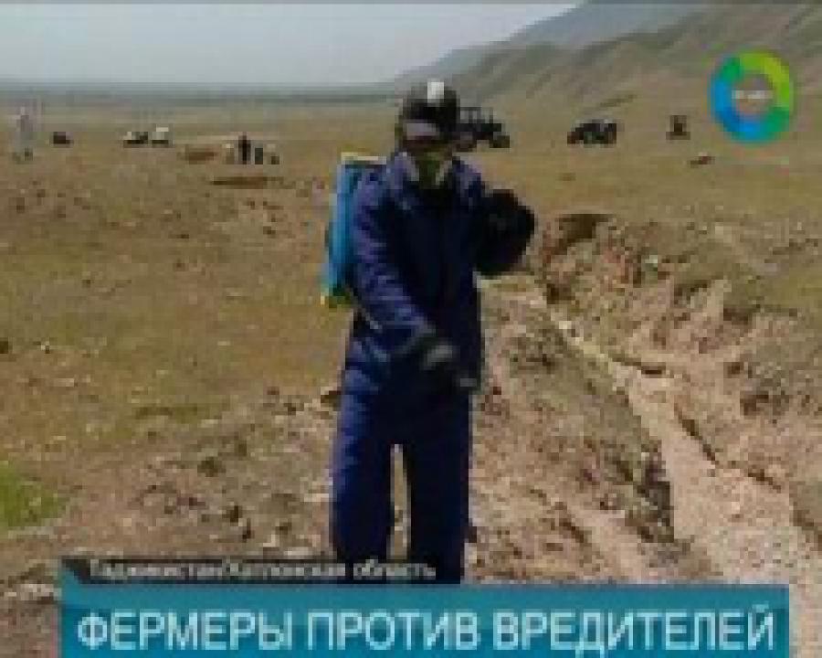 В Таджикистане вышли на борьбу с нашествием саранчи