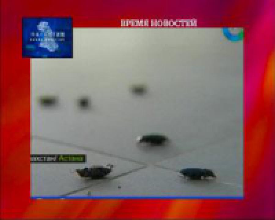 Казахстан атакуют насекомые