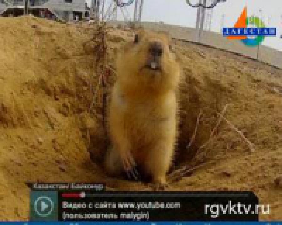 Суслик стал звездой интернета
