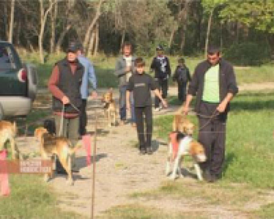 В Парке Ленинского комсомола прошла ежегодная выставка охотничьих собак