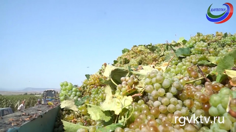 Агросектор