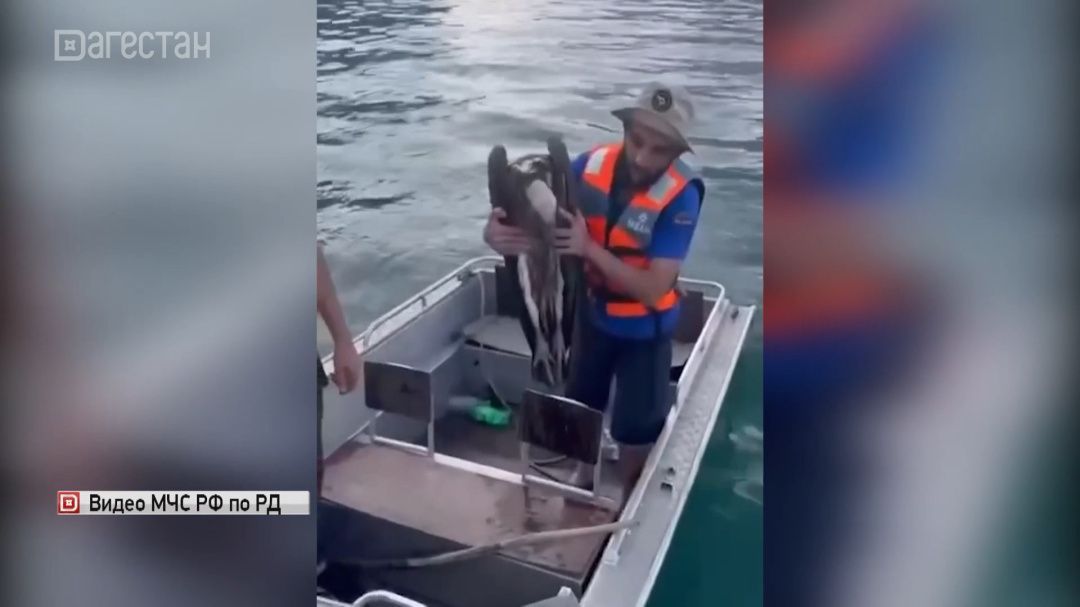В Дагестане спасли тонущего краснокнижного грифа