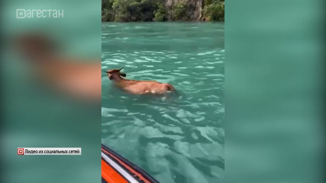 У Сулакского каньона спасли упавшую в воду корову