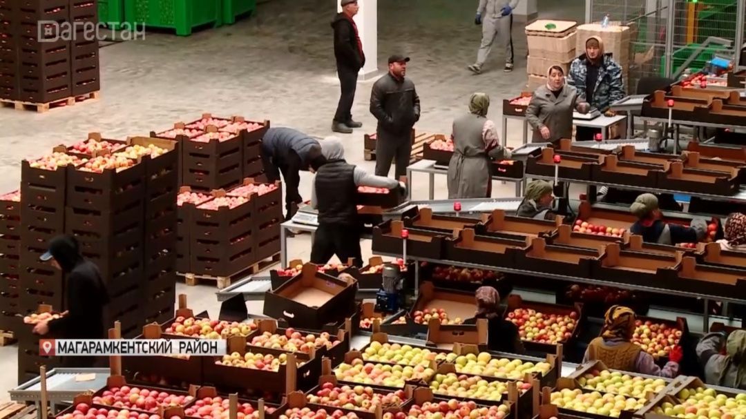 В селе Джепель Магарамкентского района открылось фрукто- хранилище мощностью 5000 тонн