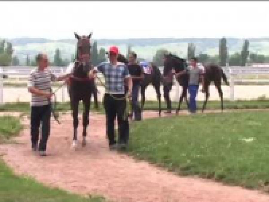 Золотой мустанг