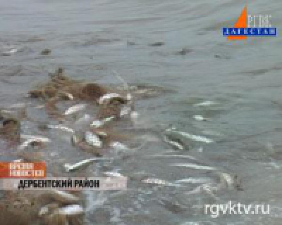 На заседании правительства обсудили развитие рыбохозяйственного комплекса