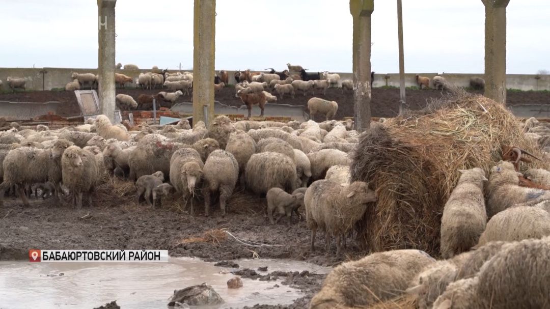 Аномальные ливни в Дагестане нанесли удар по зимним пастбищам