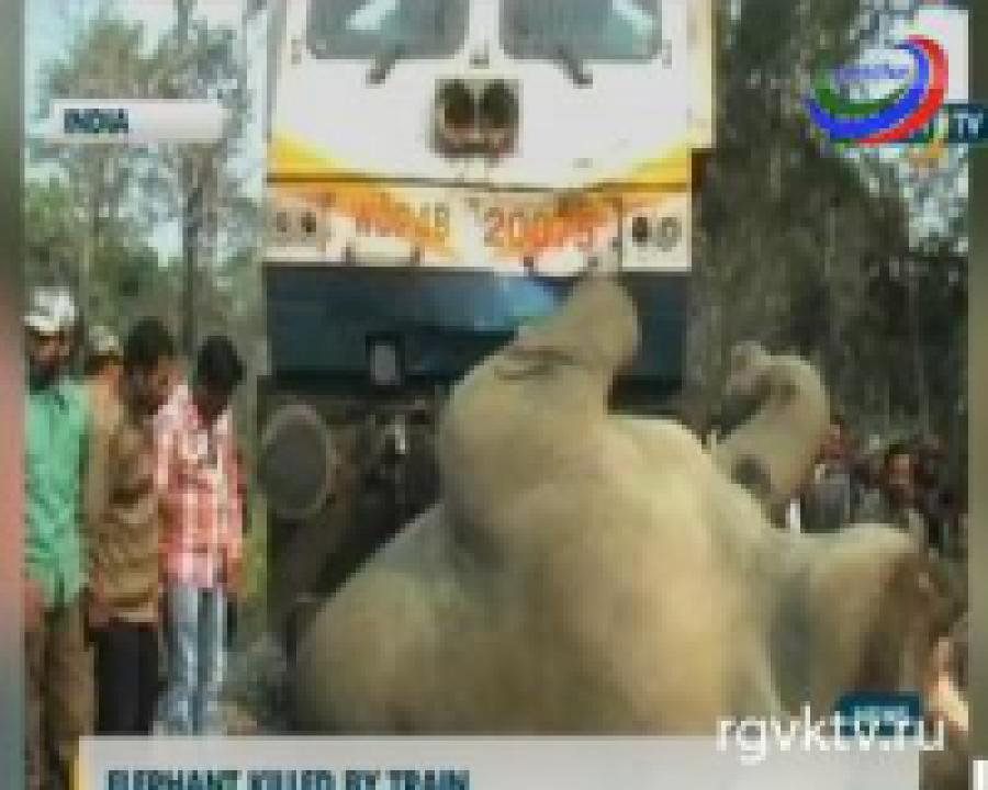 В Индии слон попал под колеса поезда