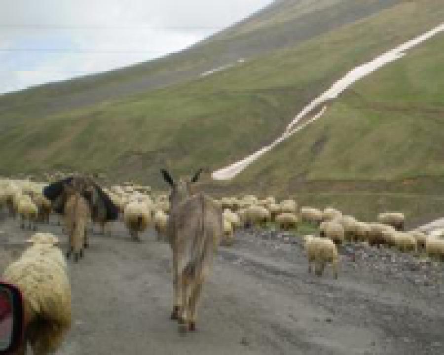 В Дагестане отары овец перевозят с высокогорных пастбищ на равнины