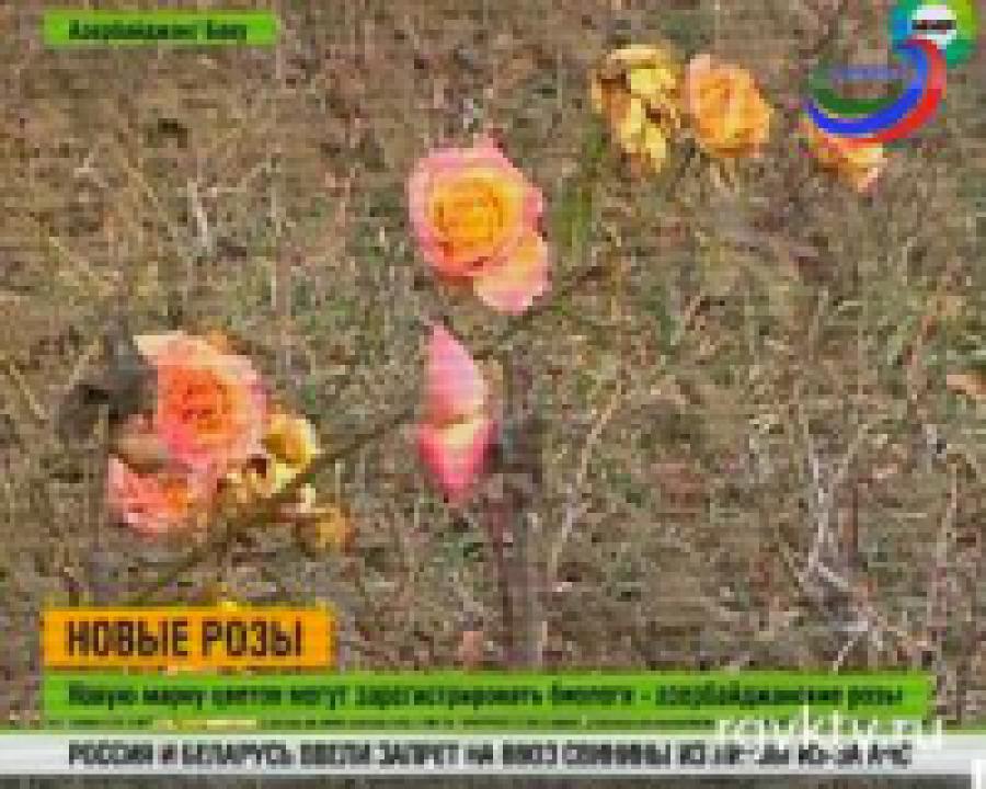 Азербайджанский биолог вывел десятки новых сортов роз