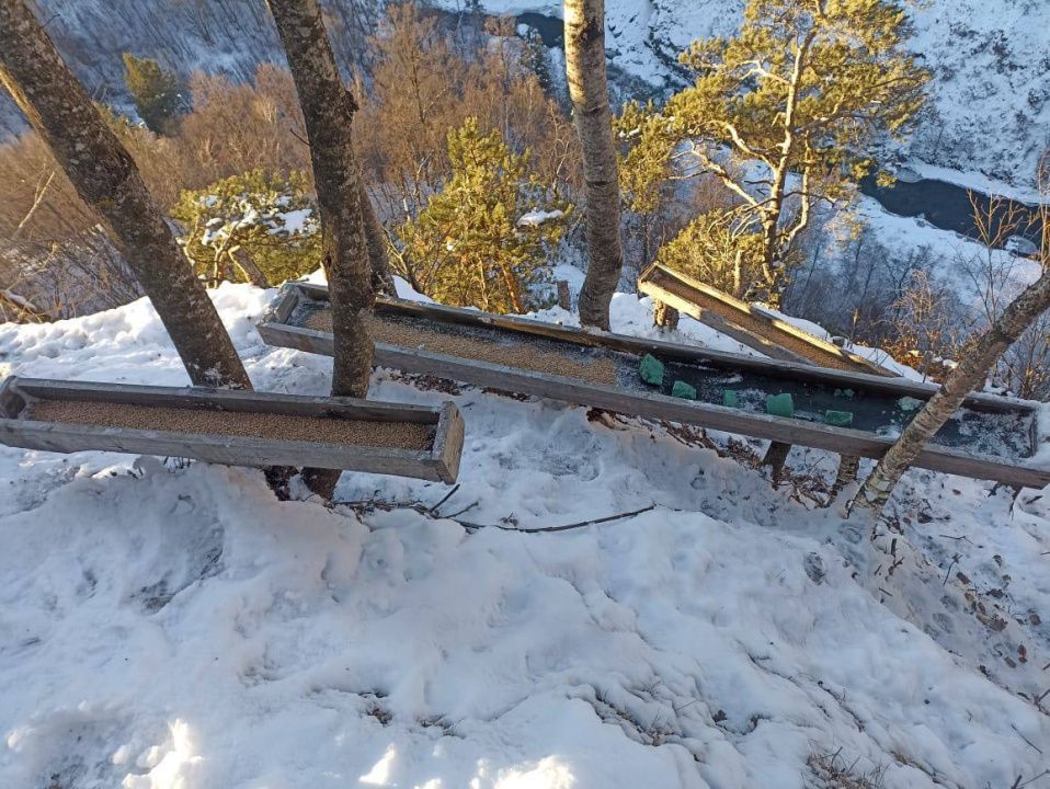 Сотрудники Минприроды  в зимнее время пополняют кормушки в лесах  прикормкой для диких животных