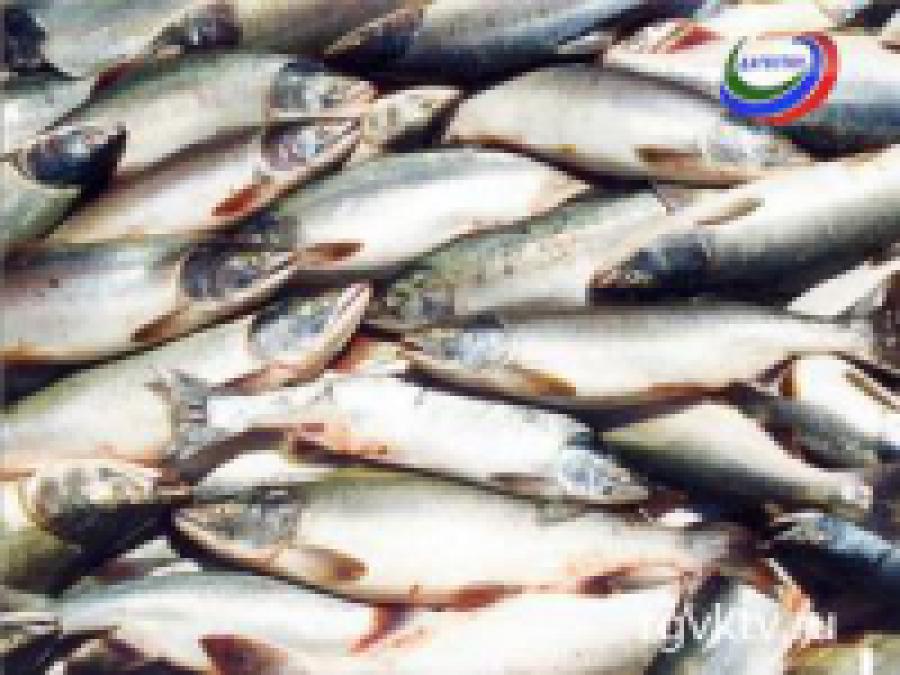 Цена на рыбу в Дагестане поднялась более чем в 100 раз