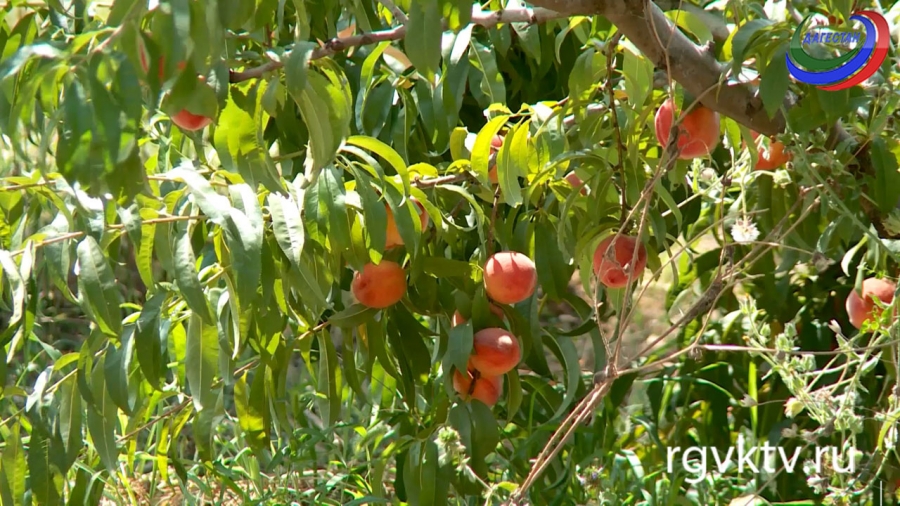 Агросектор. Конкурс «Вкусы России»