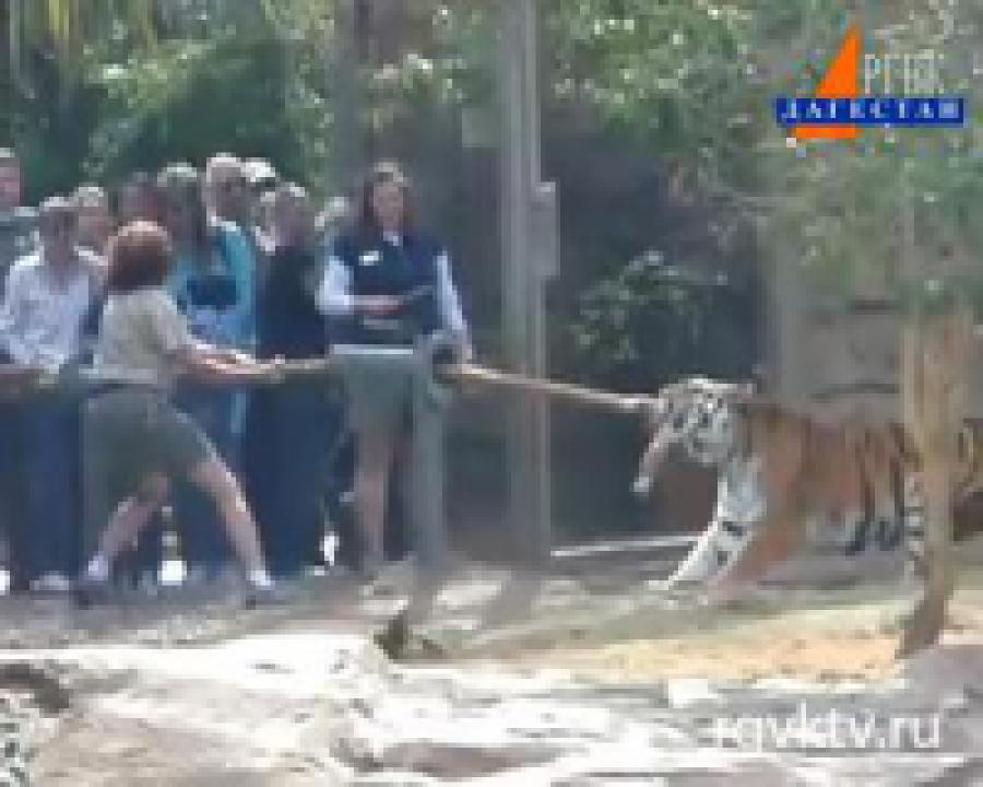 В американском зоопарке в Тампа-бэй можно помериться силой с бенгальским тигром