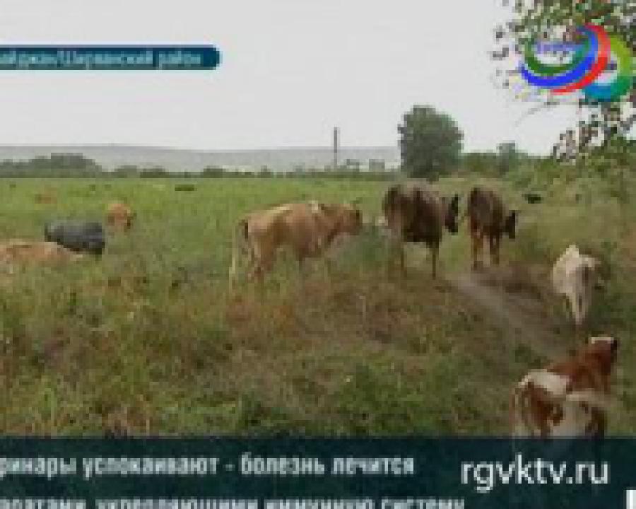 В Азербайджане обнаружен новый вирус, поражающий крупный рогатый скот