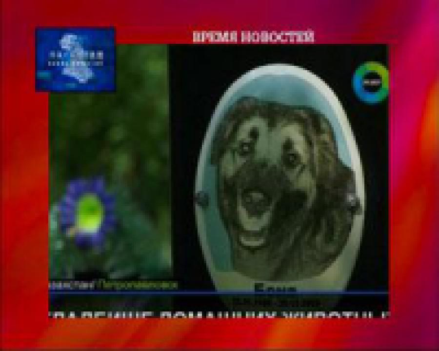 В Казахстане ликвидируют незаконное кладбище домашних животных