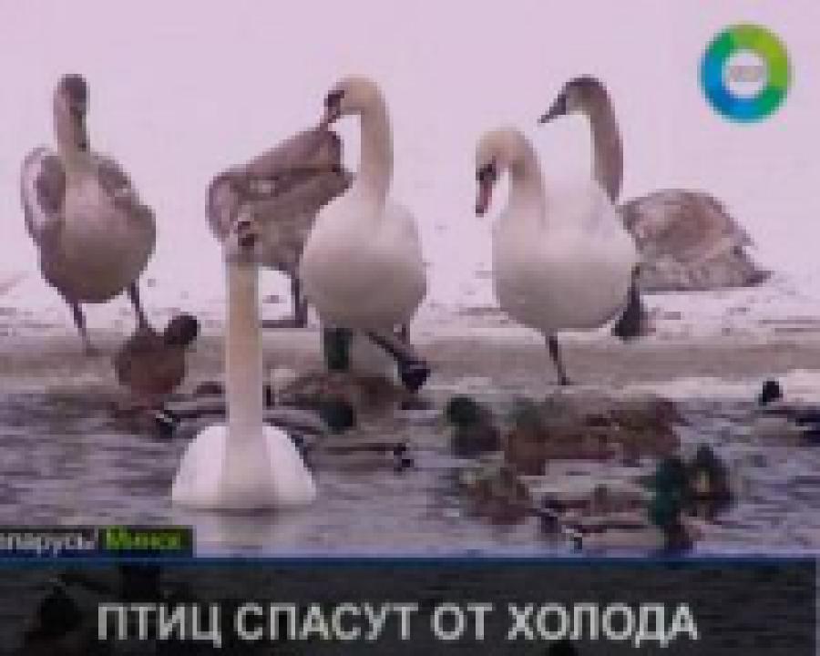 В Беларуси пернатых спасают от чрезмерной опеки человека