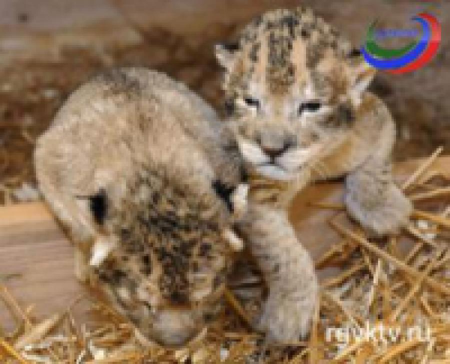 Посетителям зоопарка Сан-Диего показали новорожденных львят